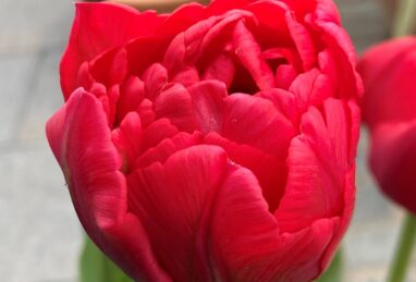 Tulipa Double Twist