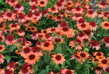 Echinacea Carrot Cake