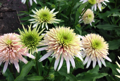 Echinacea Cherry Fluff