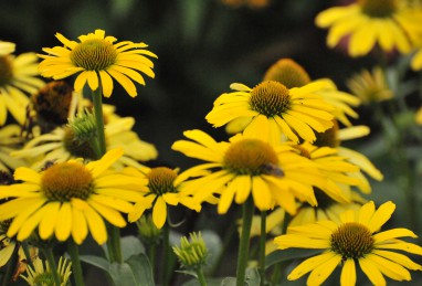 Echinacea Cleopatra
