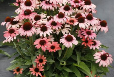 Echinacea Dark Shadows Mystic