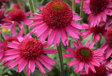 Echinacea Delicious Candy