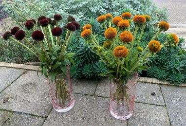 Echinacea Drumstick Yellow and Purple