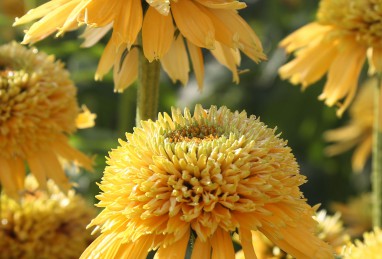 Echinacea Eccentric Yellow