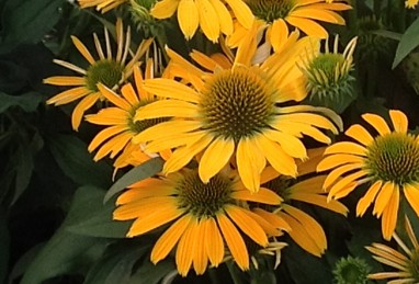 Echinacea Golden Skipper