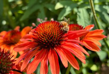 Echinacea Hot Summer Improved