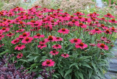 Echinacea Kismet Raspberry