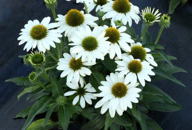 Echinacea Kismet White