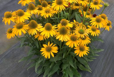 Echinacea Kismet Yellow