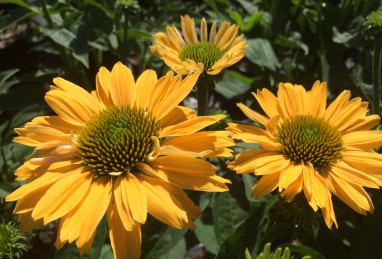 Echinacea Leilani