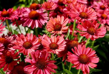 Echinacea Meditation Cherry