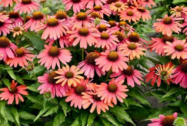 Echinacea Meditation Coral