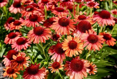 Echinacea Meditation Orange