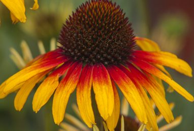 Echinacea Parrot