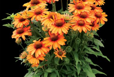 Echinacea Prima Saffron