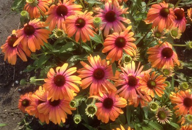 Echinacea Rainbow Marcella