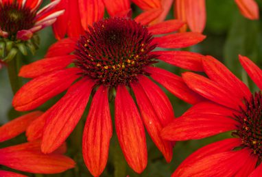 Echinacea Red Pearl