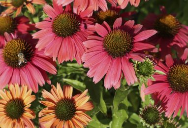 Echinacea Sensation Coral