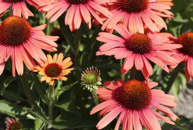 Echinacea Sensation Orange