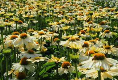 Echinacea Sensation Mango