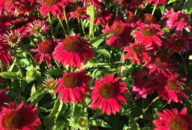 Echinacea Sombrero Salsa
