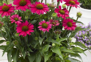 Echinacea SunSeekers Magenta