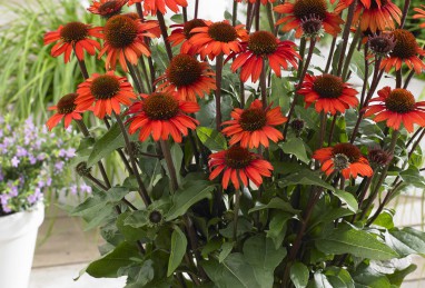 Echinacea  SunSeekers Orange