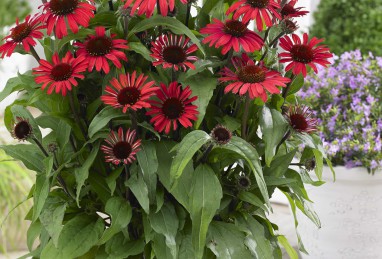 Echinacea  SunSeekers Red