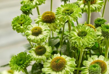 Echinacea SunSeekers Apple Green