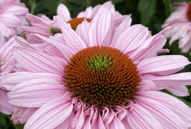 Echinacea SunSeekers Blush