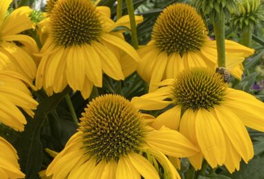 Echinacea SunSeekers Citrine