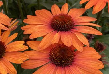 Echinacea SunSeekers Clementine