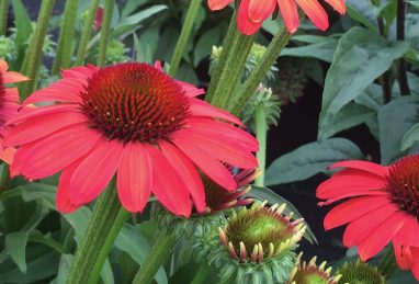 Echinacea SunSeekers Coral