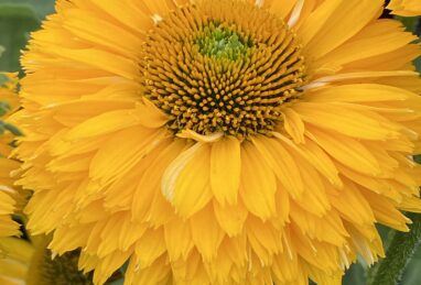 Echinacea SunSeekers Golden Sun