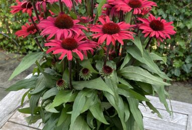 Echinacea SunSeekers Pomegranate