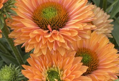 Echinacea SunSeekers Pumpkin Pie