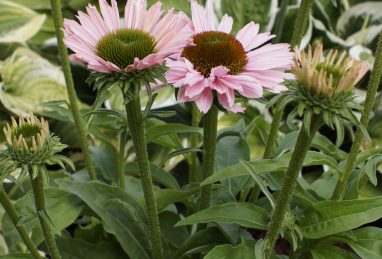 Echinacea SunSeekers Salmon