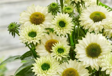 Echinacea SunSeekers White Perfection