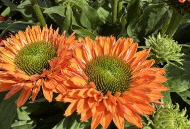 Echinacea Sunseekers Pumpkin Pie