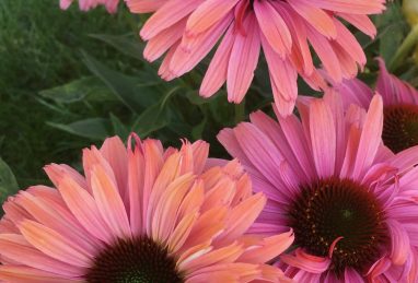 Echinacea Sunseekers Rainbow