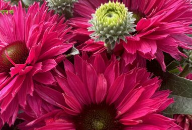 Echinacea Sunseekers Sweet Fuchsia