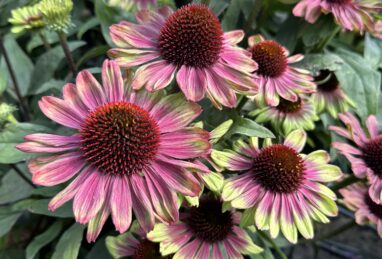 Echinacea Sweet Sandia