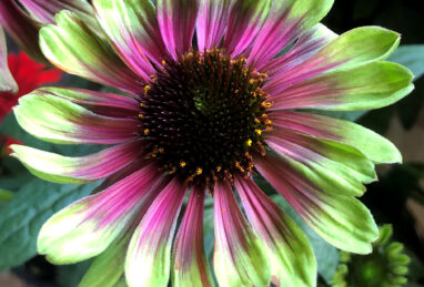 Echinacea Sweet Sandia