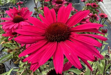 Echinacea Sensation Wild Romance