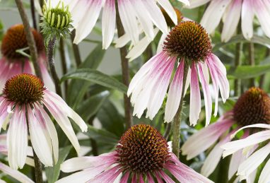 Echinacea Pretty Parasols (JS Engeltje)