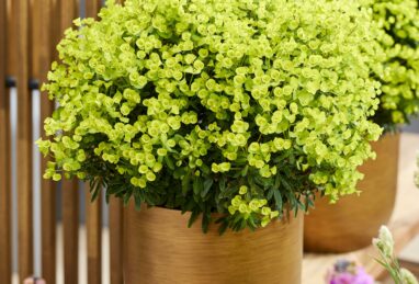 Euphorbia Ascot Petite