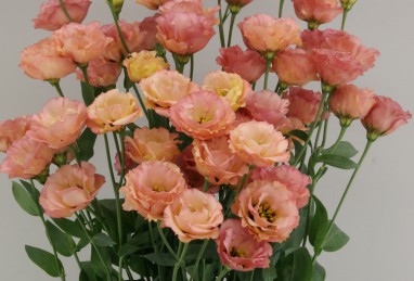 Eustoma Little Summer Orange