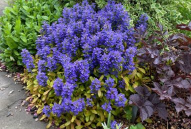 Ajuga Feathered Friends™ Parrot Paradise