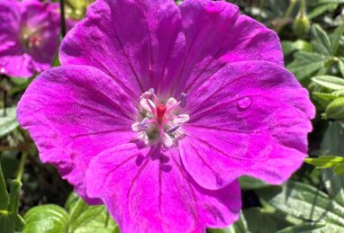 Geranium Frivolius Purple