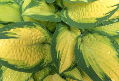 Hosta Orange Marmalade